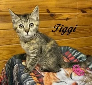 Tiggi thumbnail 6