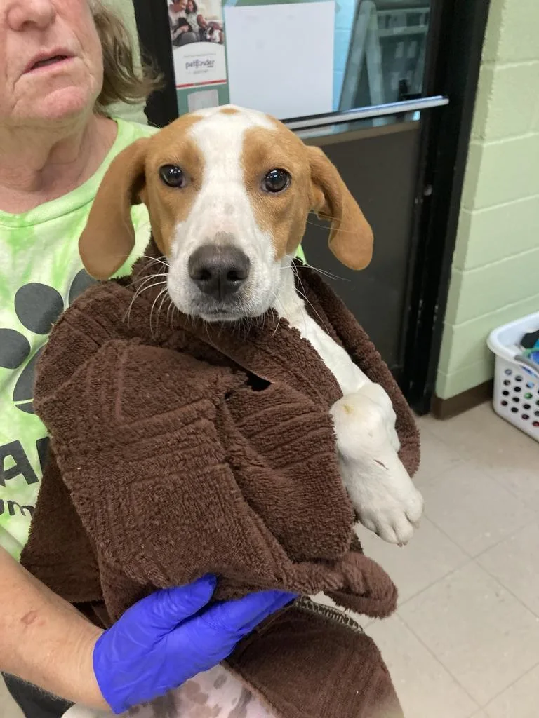 A baby medium-sized female Hound dog named Ceylon for adoption in Burnsville, NC