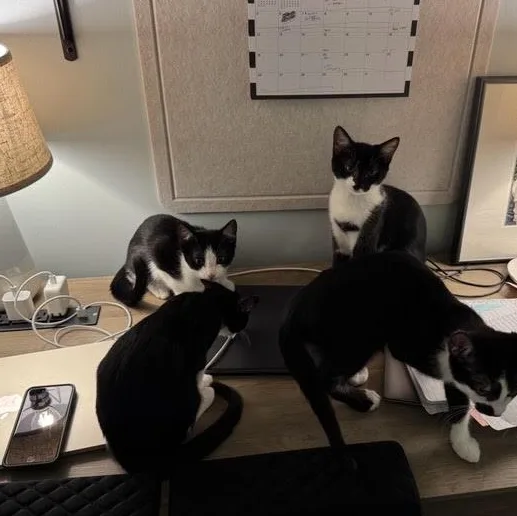 A baby medium-sized female Black & White / Tuxedo Domestic Short Hair cat named Yzma for adoption in Fairfax Station, VA