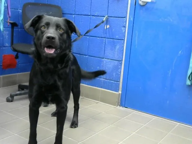 An adult medium-sized male German Shepherd Dog dog named Scar for adoption in Albuquerque, NM