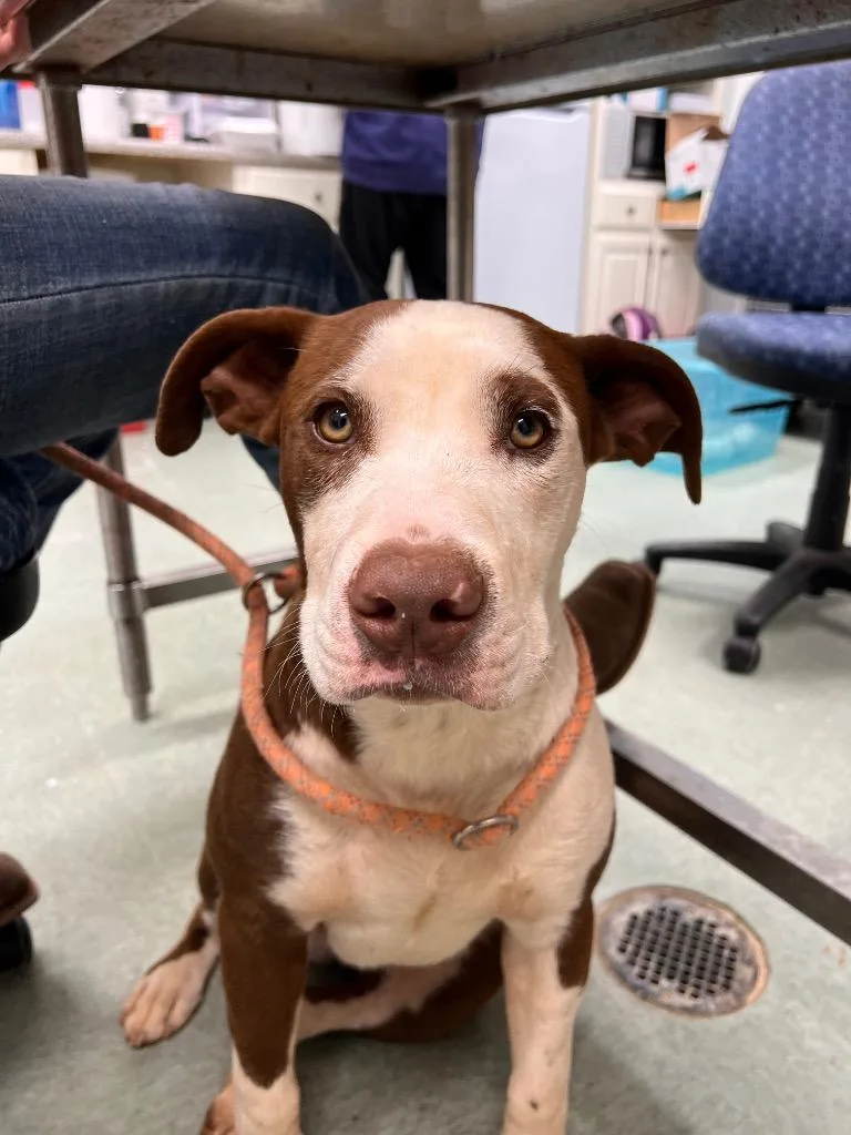 A young medium-sized male Mixed Breed dog named Archie Pedro for adoption in Danielsville, GA