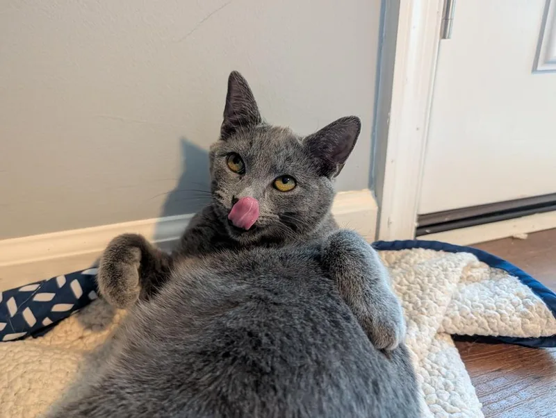 A baby small-sized male Gray / Blue / Silver Domestic Short Hair cat named Huck for adoption in Harpers Ferry, WV