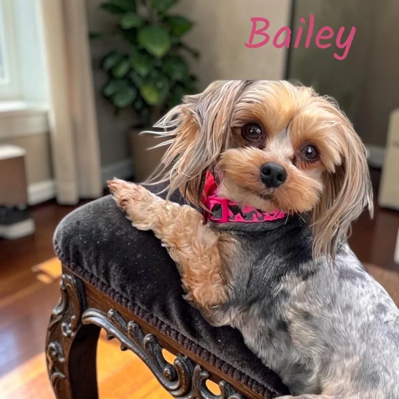 A young small-sized female Yorkshire Terrier dog named Bailey for adoption in West Bloomfield, MI
