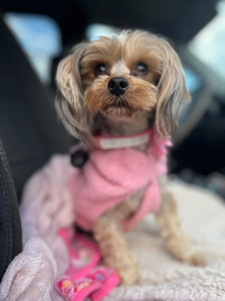 Bailey thumbnail 3