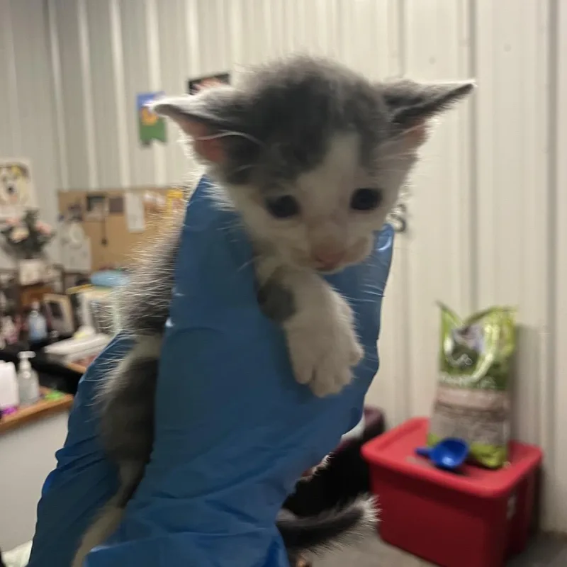 A baby small-sized male White Domestic Short Hair cat named Baron Zeppeli for adoption in Stephenville, TX