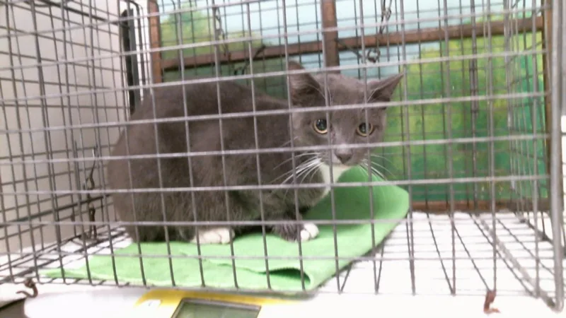 A young medium-sized female Domestic Short Hair cat named A for adoption in Houston, TX