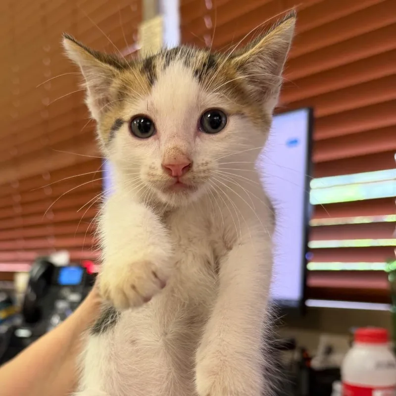 A baby small-sized male White Domestic Short Hair cat named Ryder for adoption in Birmingham, AL