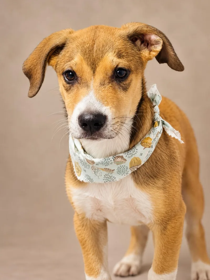 A baby medium-sized male German Pinscher dog named Jack for adoption in Nahunta, GA