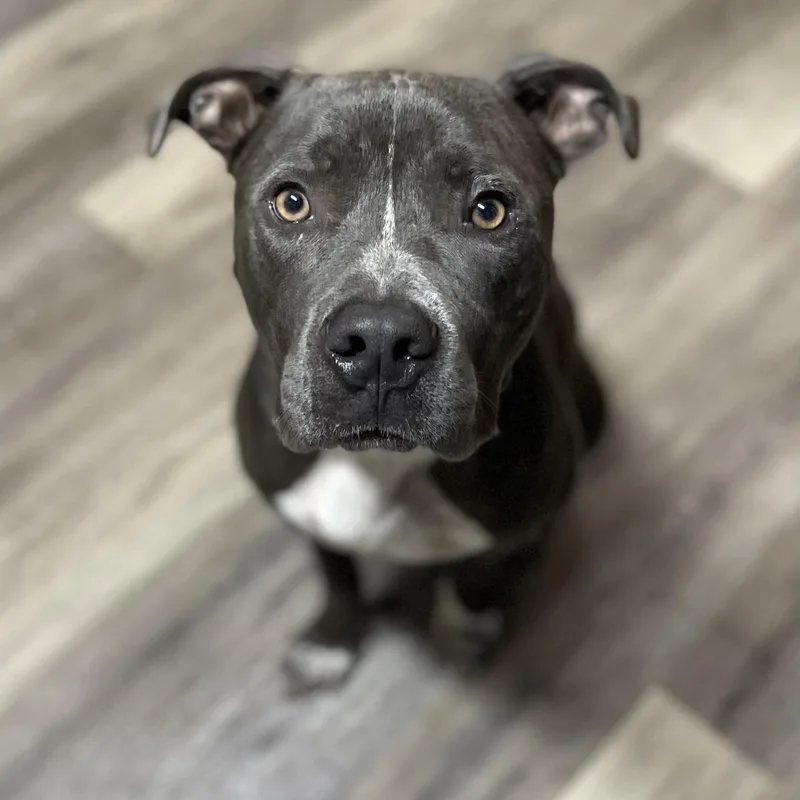 An adult large-sized male Pit Bull Terrier dog named Beau for adoption in Sadler, TX