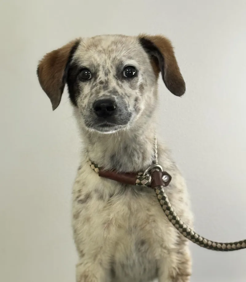 A young small-sized female Gray / Blue / Silver Australian Cattle Dog / Blue Heeler dog named Lavender for adoption in Meherrin, VA
