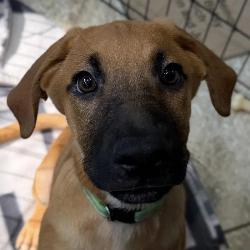 A baby large-sized male Black Mouth Cur dog named Mator for adoption in Jefferson, WI