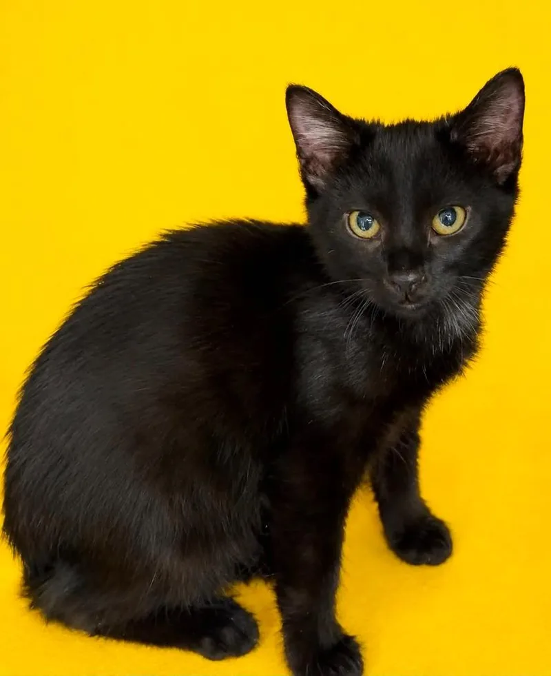 A baby small-sized male Domestic Short Hair cat named Slick for adoption in Columbia, TN