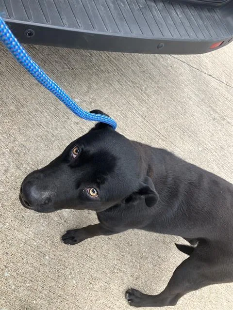 A young medium-sized male Mixed Breed dog named Chipper for adoption in Dallas, TX
