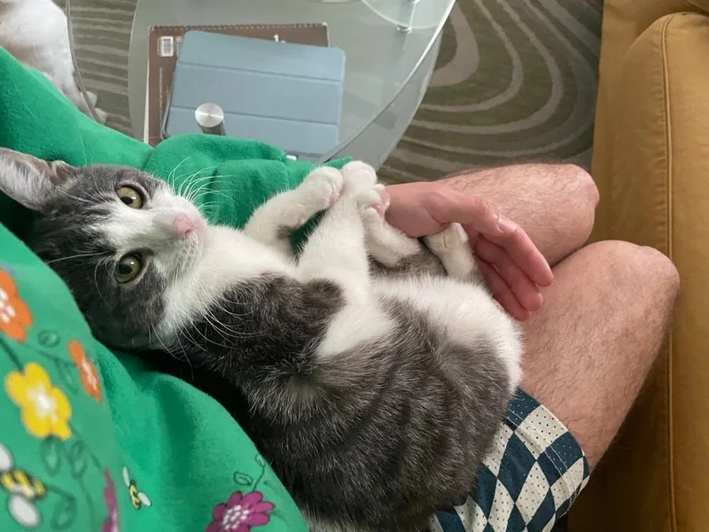 A baby small-sized male Domestic Short Hair cat named Little Cow for adoption in New York, NY