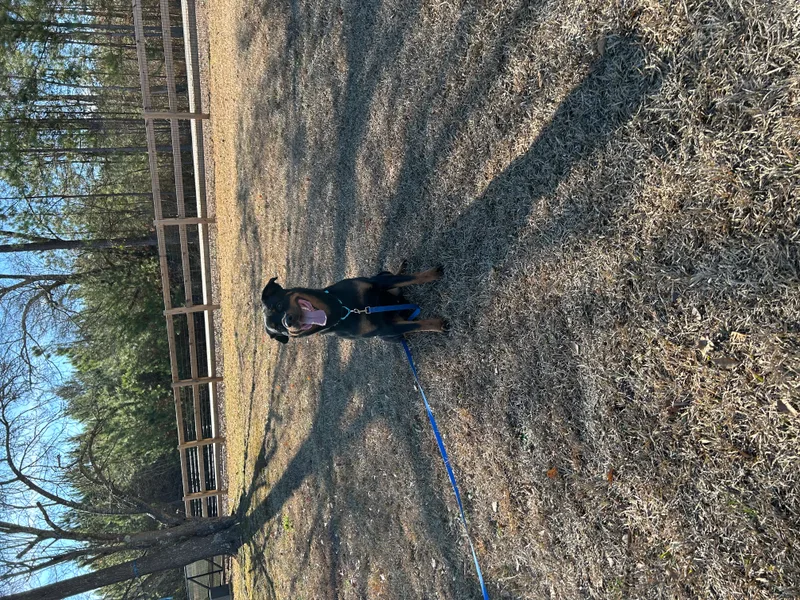 El Patron thumbnail 3