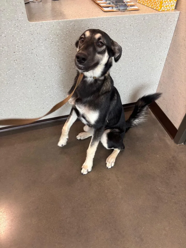 A young large-sized male German Shepherd Dog dog named Chips for adoption in Clarksville, TN