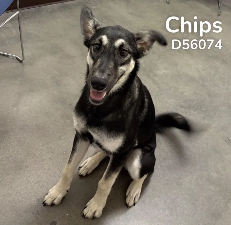 Chips thumbnail 2