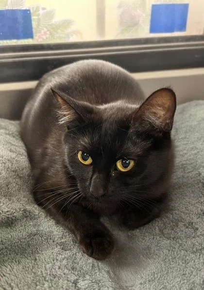 An adult small-sized female Domestic Short Hair cat named Tea for adoption in Phoenix, AZ