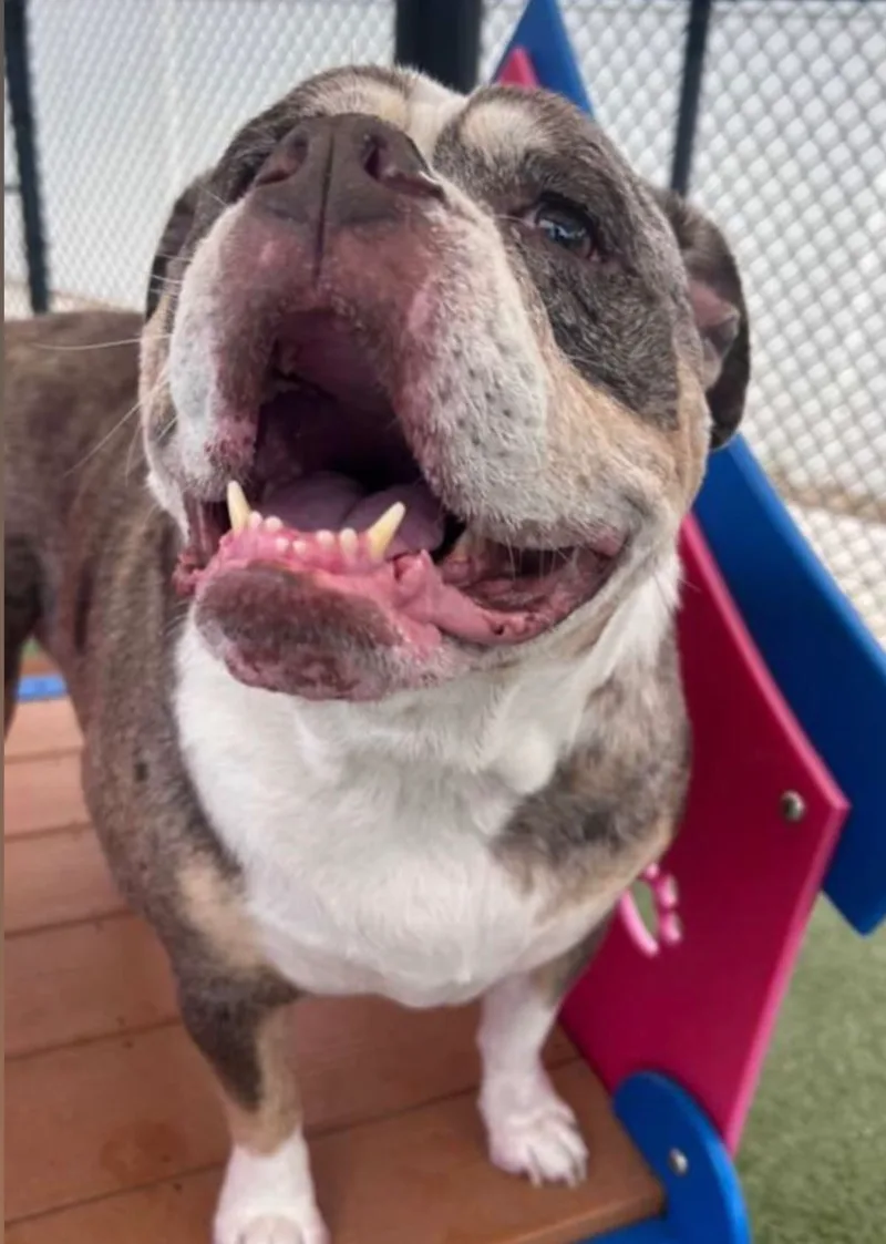 An adult large-sized female Tan English Bulldog dog named Stella for adoption