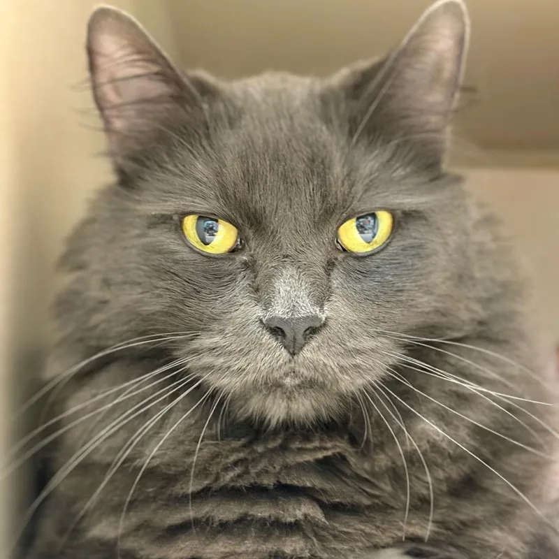 An adult large-sized male Gray / Blue / Silver Domestic Long Hair cat named Splinter for adoption in Durango, CO