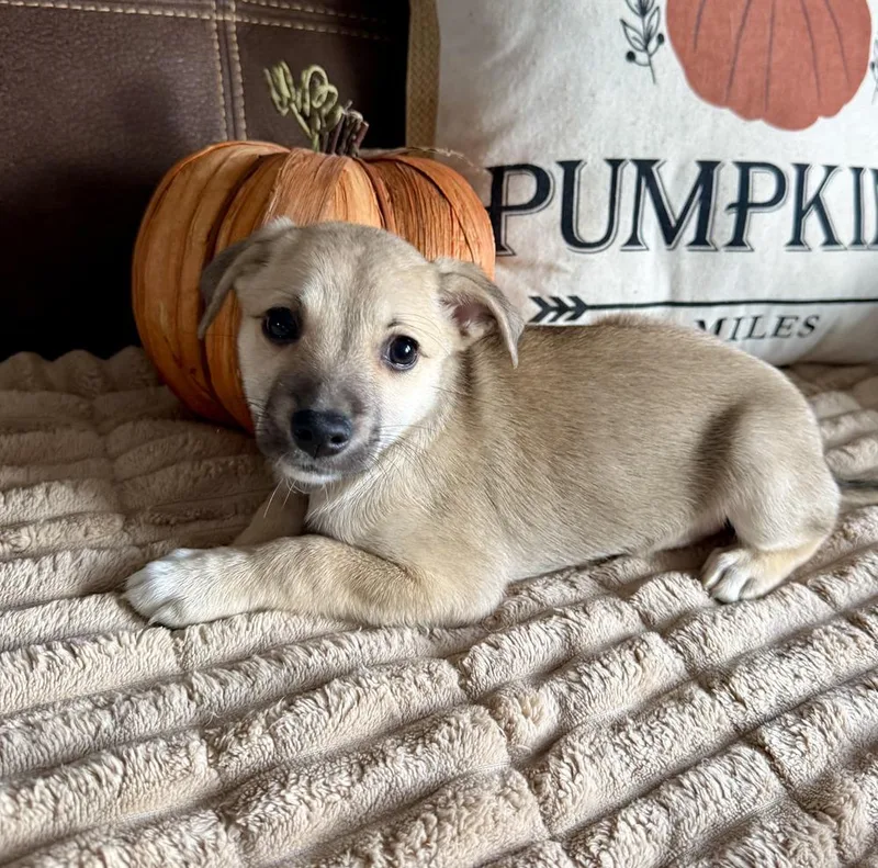 A baby small-sized female Chihuahua dog named Hazlenut for adoption in Greenlawn, NY