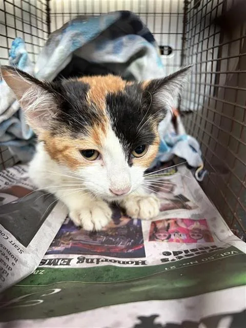 A baby small-sized female Domestic Short Hair cat named Marline for adoption in San Antonio, TX