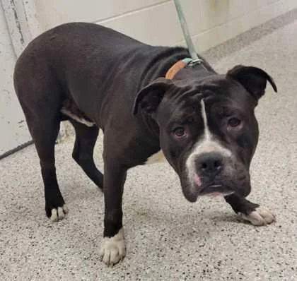 An adult large-sized male Black Pit Bull Terrier dog named Bubsy for adoption in Kansas City, MO