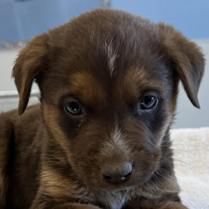 Dumpling thumbnail 2