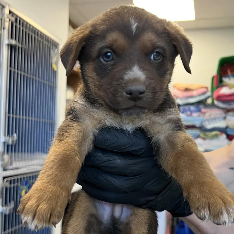 Dumpling thumbnail 3