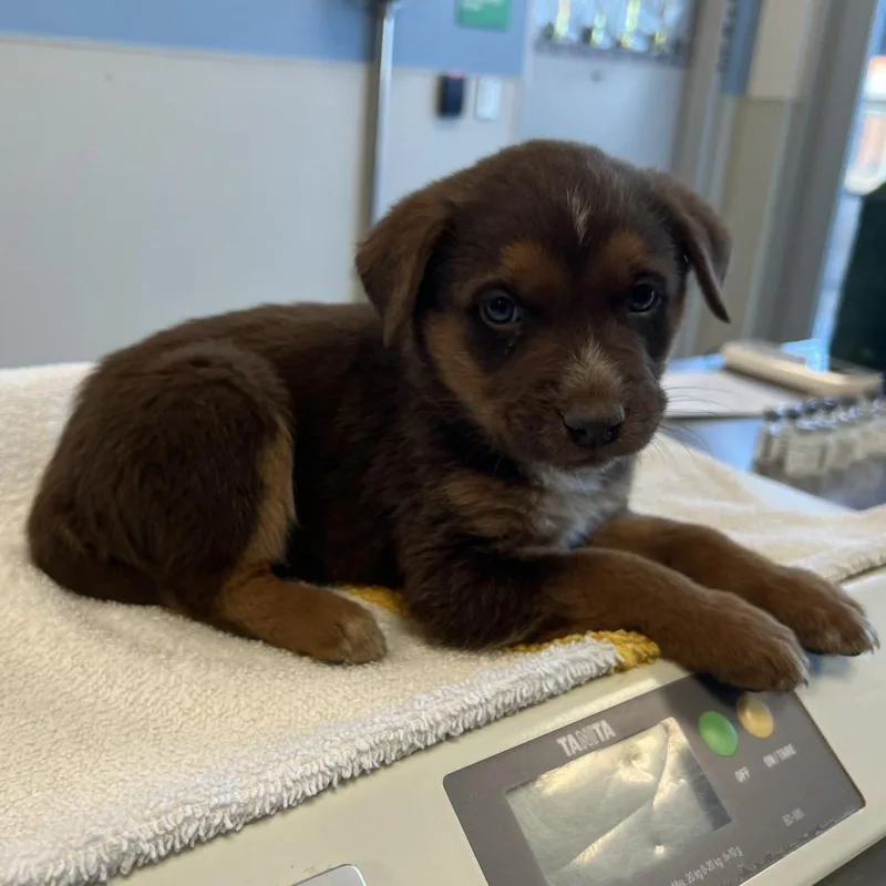 Dumpling thumbnail 4