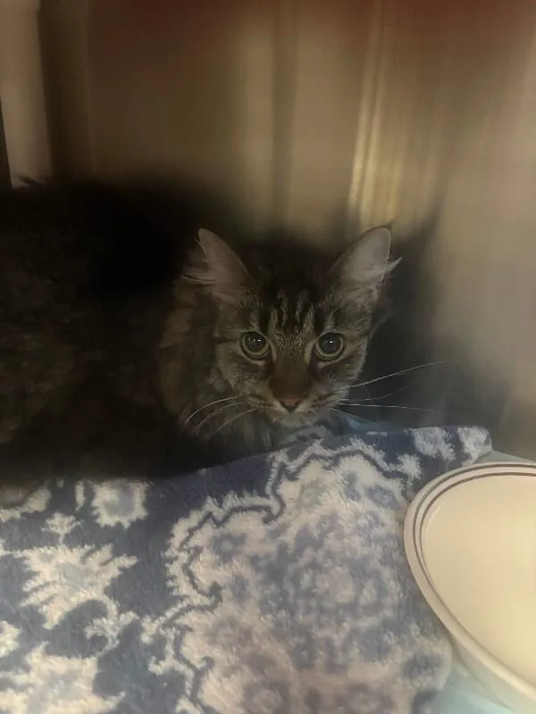 An adult medium-sized female Tabby (Brown / Chocolate) Domestic Short Hair cat named Pants for adoption in Cincinnati, OH