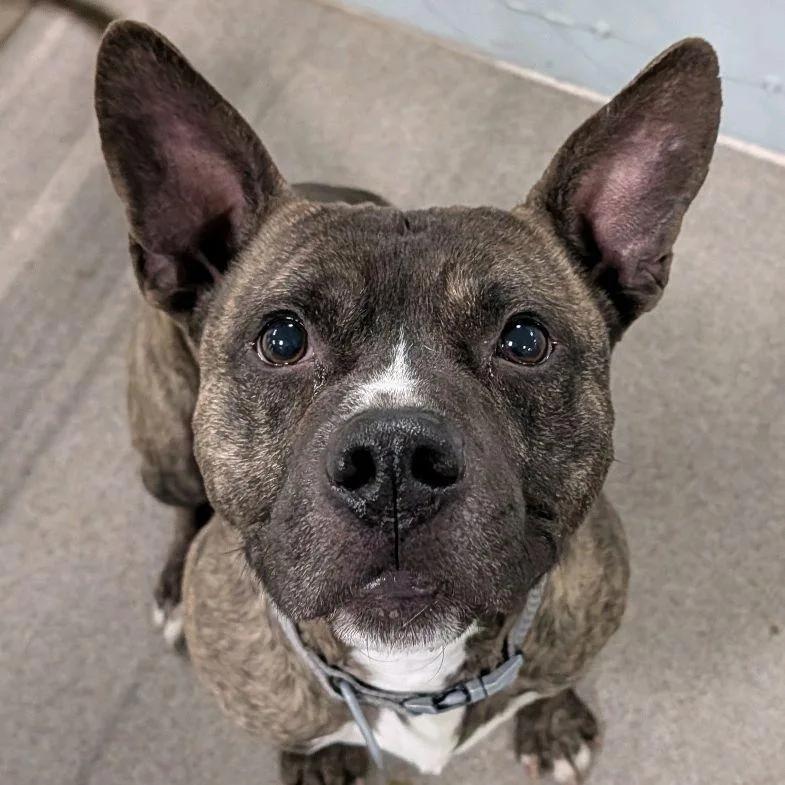 An adult medium-sized male Brindle Terrier dog named Baker for adoption in St. Louis, MO