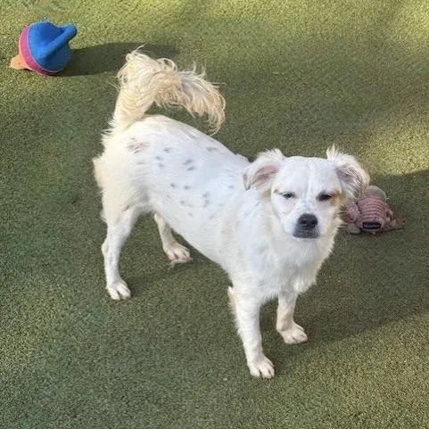 A baby medium-sized female Terrier dog named Aylesbury for adoption in Houston, TX