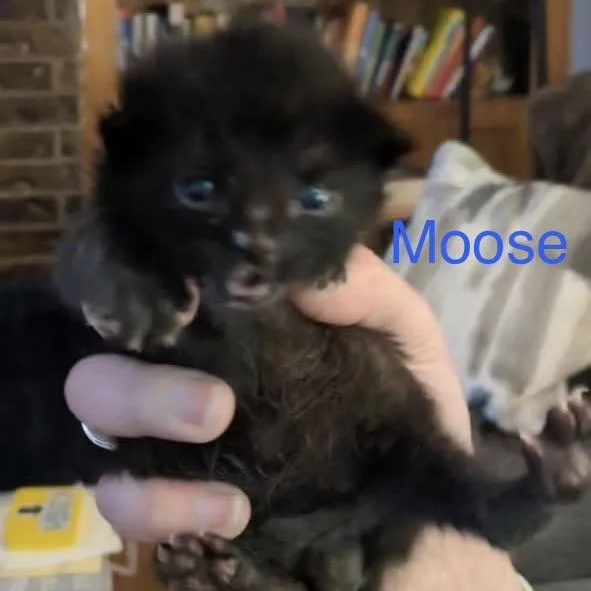 A baby small-sized male Black Domestic Short Hair cat named Moose for adoption in Spring Hill, KS