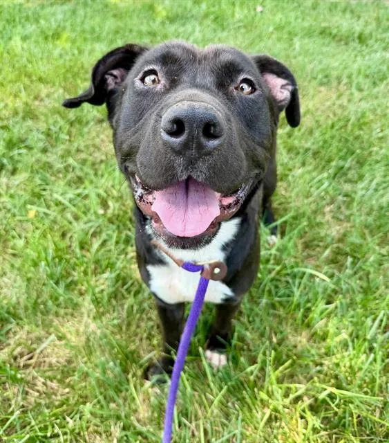 An adult medium-sized male Pit Bull Terrier dog named Dennis for adoption in Charlotte, NC