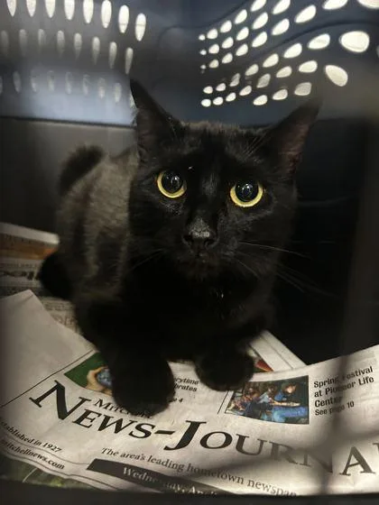 An adult small-sized female Domestic Short Hair cat named Cattila for adoption in Spruce Pine, NC