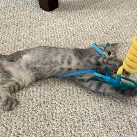 A baby small-sized female Gray / Blue / Silver Domestic Short Hair cat named Wendy for adoption in Houston, TX