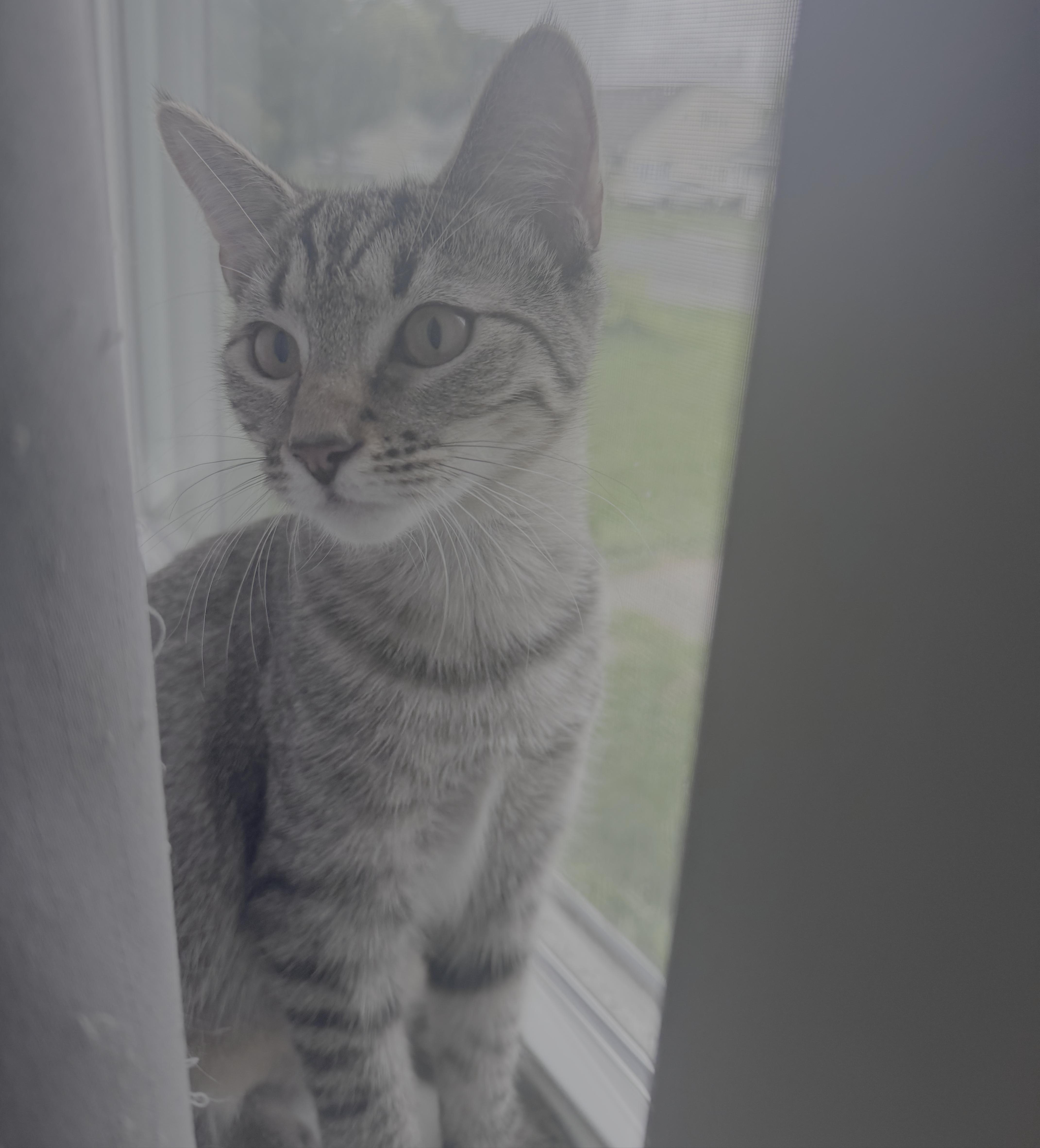 Mochi