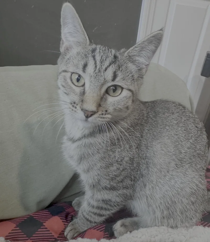 Mochi thumbnail 2