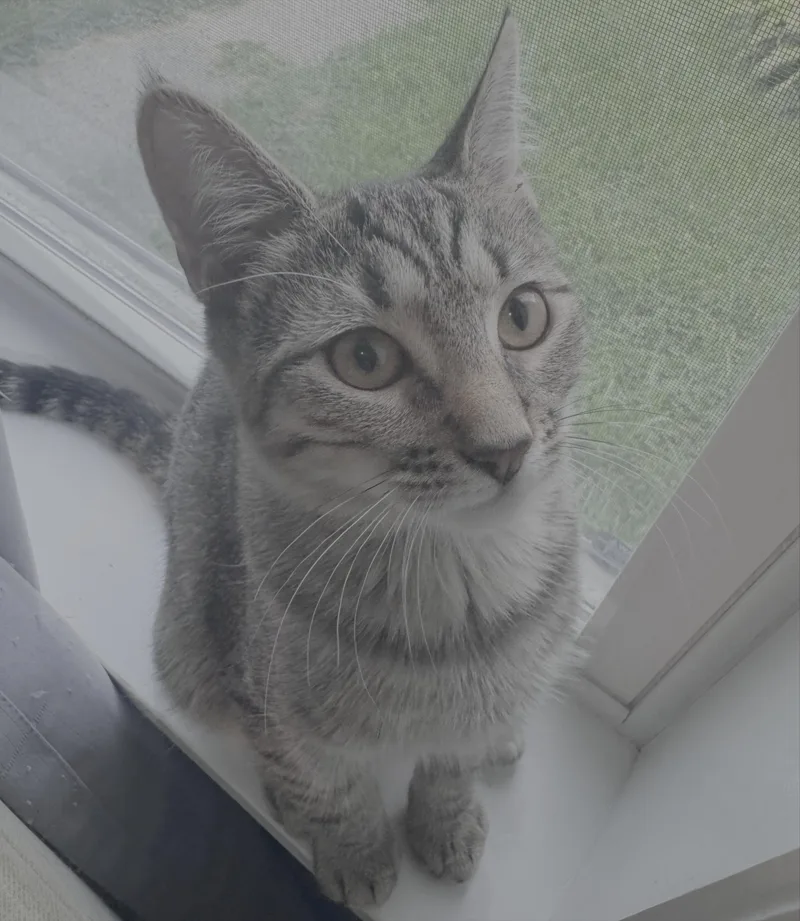 Mochi thumbnail 3