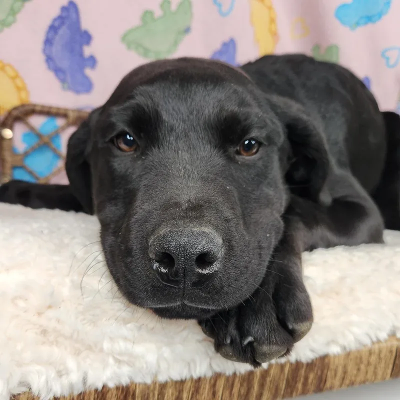 A baby medium-sized female Black Black Labrador Retriever dog named Betty White for adoption in Fort Wayne, IN