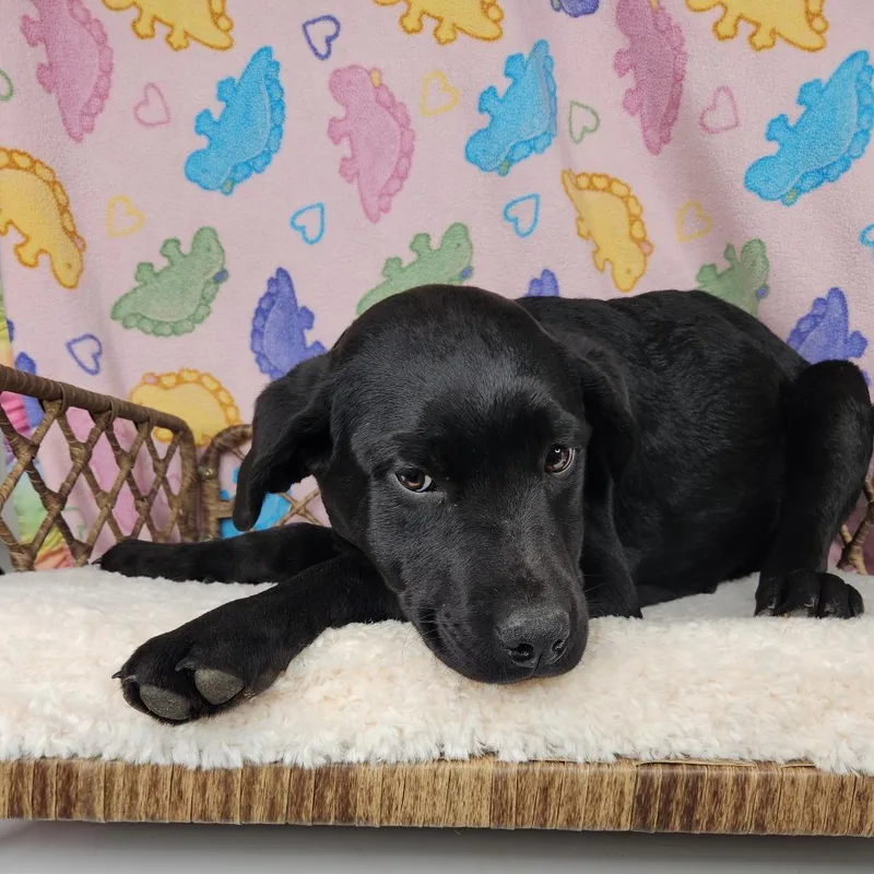 Betty White thumbnail 2