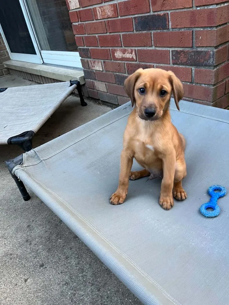 A baby medium-sized male White / Cream Beagle dog named Mocking Bird : Radley for adoption in Aurora, IN