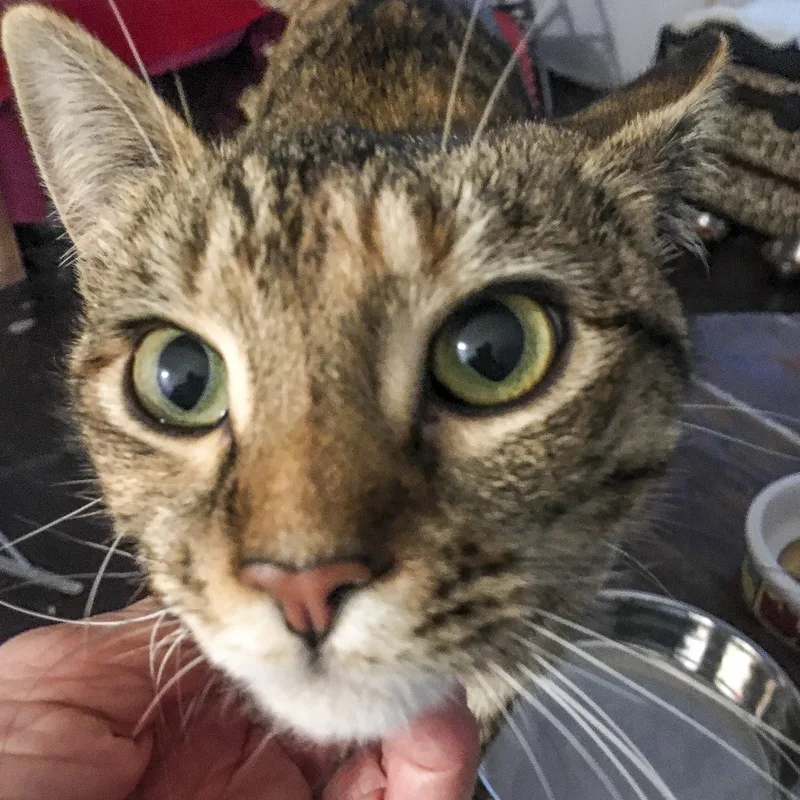 A young medium-sized female Tabby (Brown / Chocolate) Tabby cat named Kipo [bonded With Lucas] for adoption in Benicia, CA