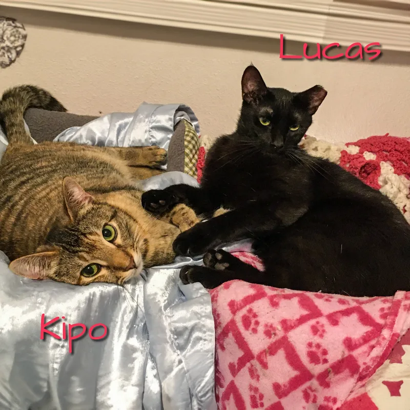 Kipo [bonded With Lucas] thumbnail 5