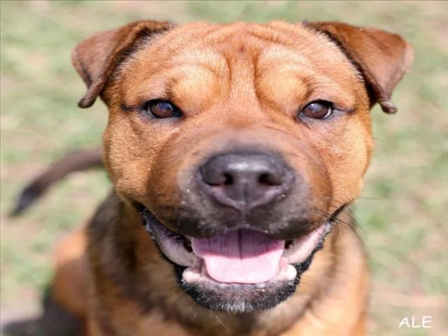 A young medium-sized male Shar-Pei dog named A for adoption in Wilmington, NC