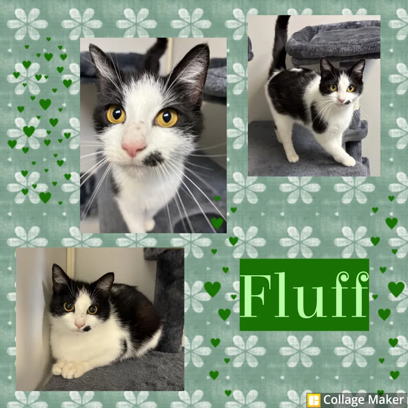 A young medium-sized female Domestic Short Hair cat named Fluff for adoption in Clearfield, PA