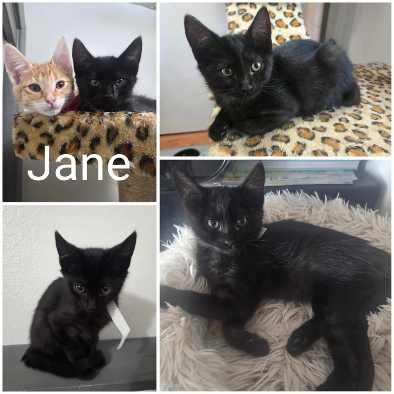 Jane