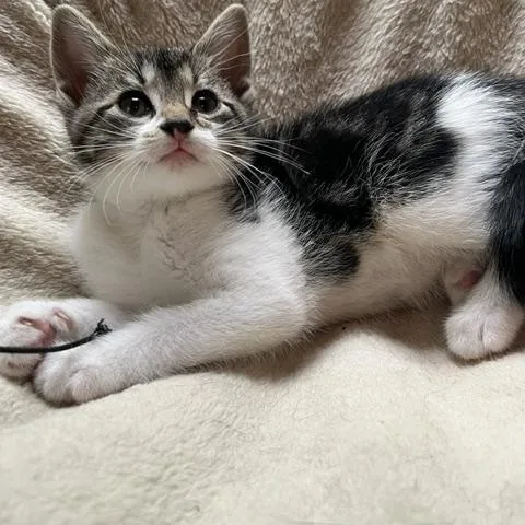 A baby medium-sized female Tabby (Gray / Blue / Silver) American Shorthair cat named Coralbell for adoption in Lemoyne, PA
