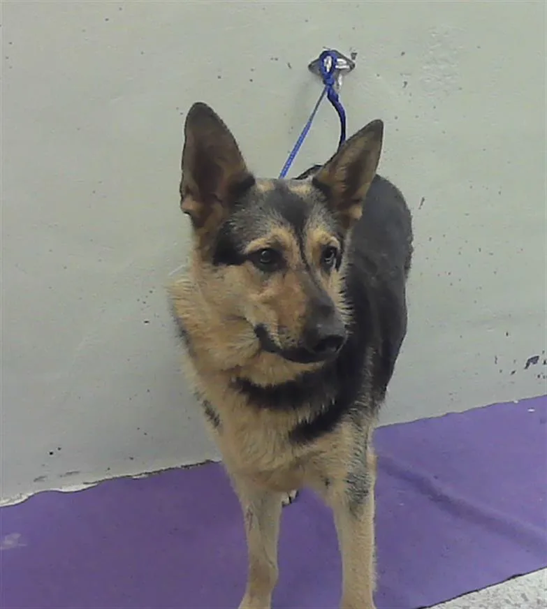 A young medium-sized female German Shepherd Dog dog named Nola for adoption in Houston, TX